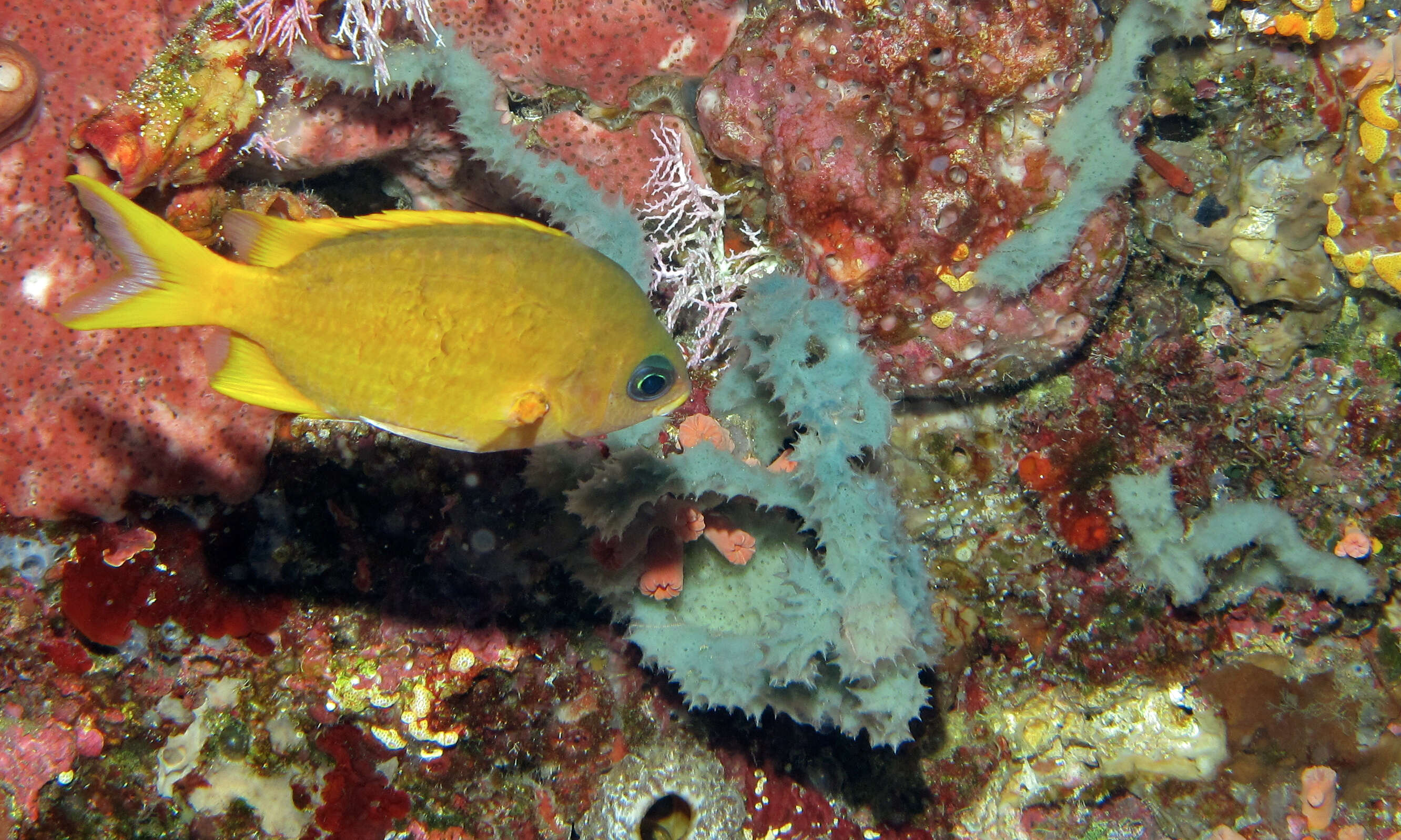 Image of Yellow chromis