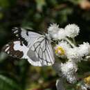 Image of Pine White