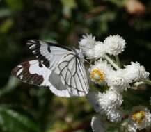 Image of Pine Whites