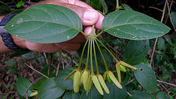 Image of Mendoncia velloziana (C. Martius) Nees