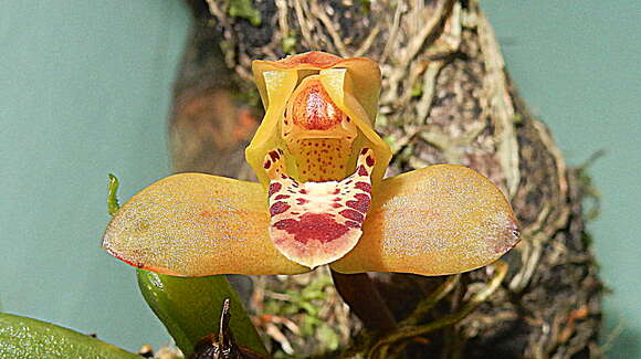 Image of Maxillaria rufescens Lindl.