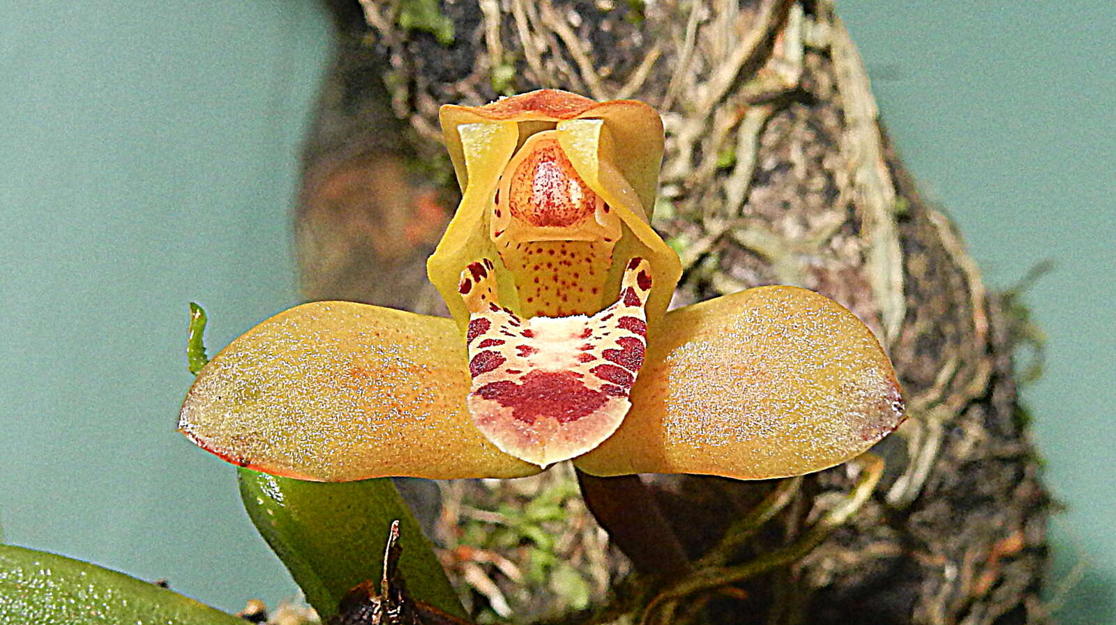 Image of Tiger orchids