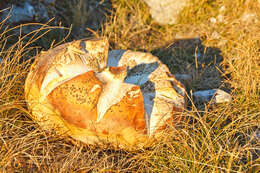 Image of Calvatia