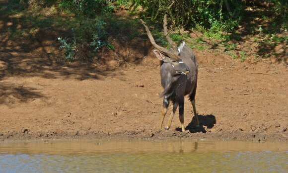 Image of Spiral-horned Antelope