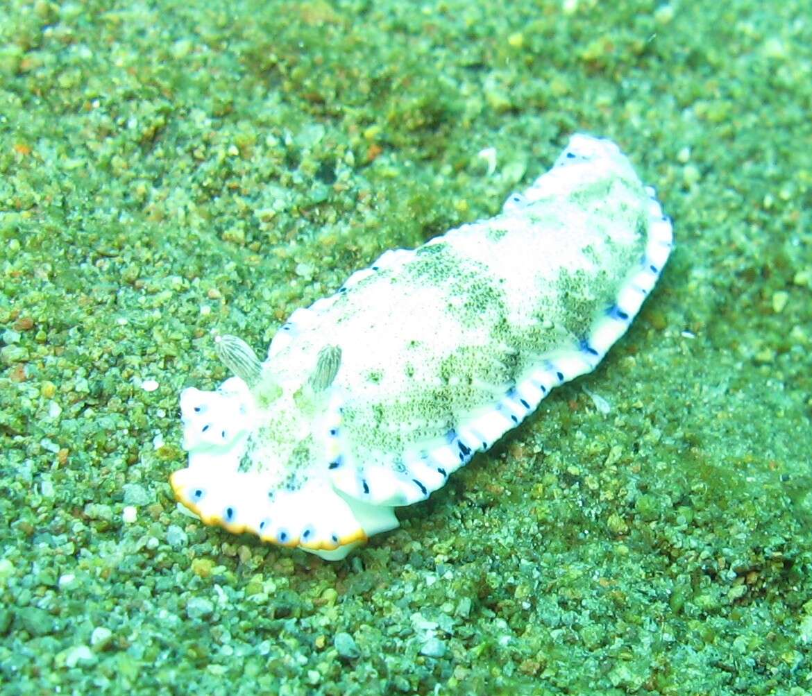 Image of Blue edge yellow lined slug