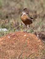 Imagem de Chersomanes Cabanis 1851