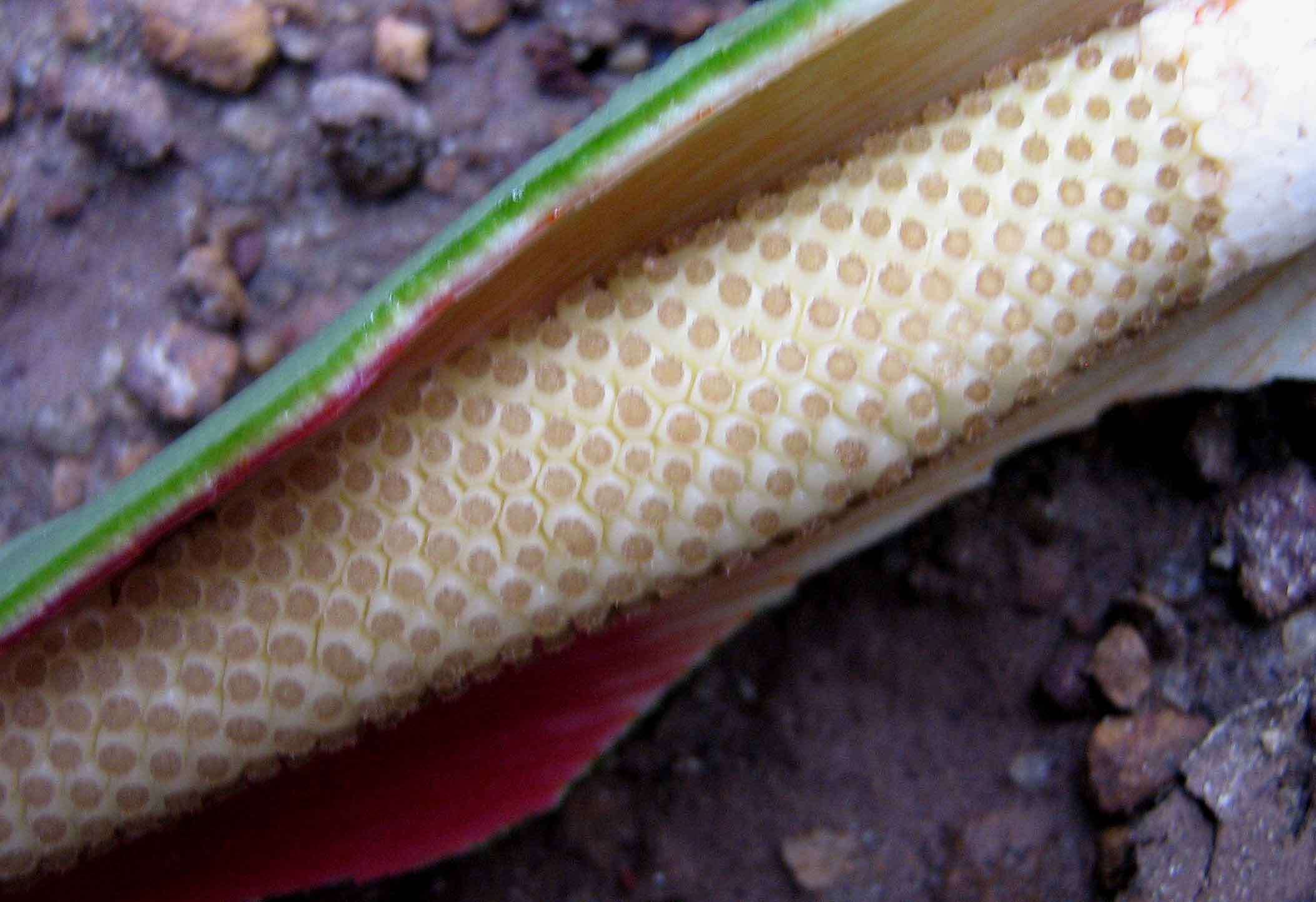 Imagem de Philodendron quinquenervium Miq.