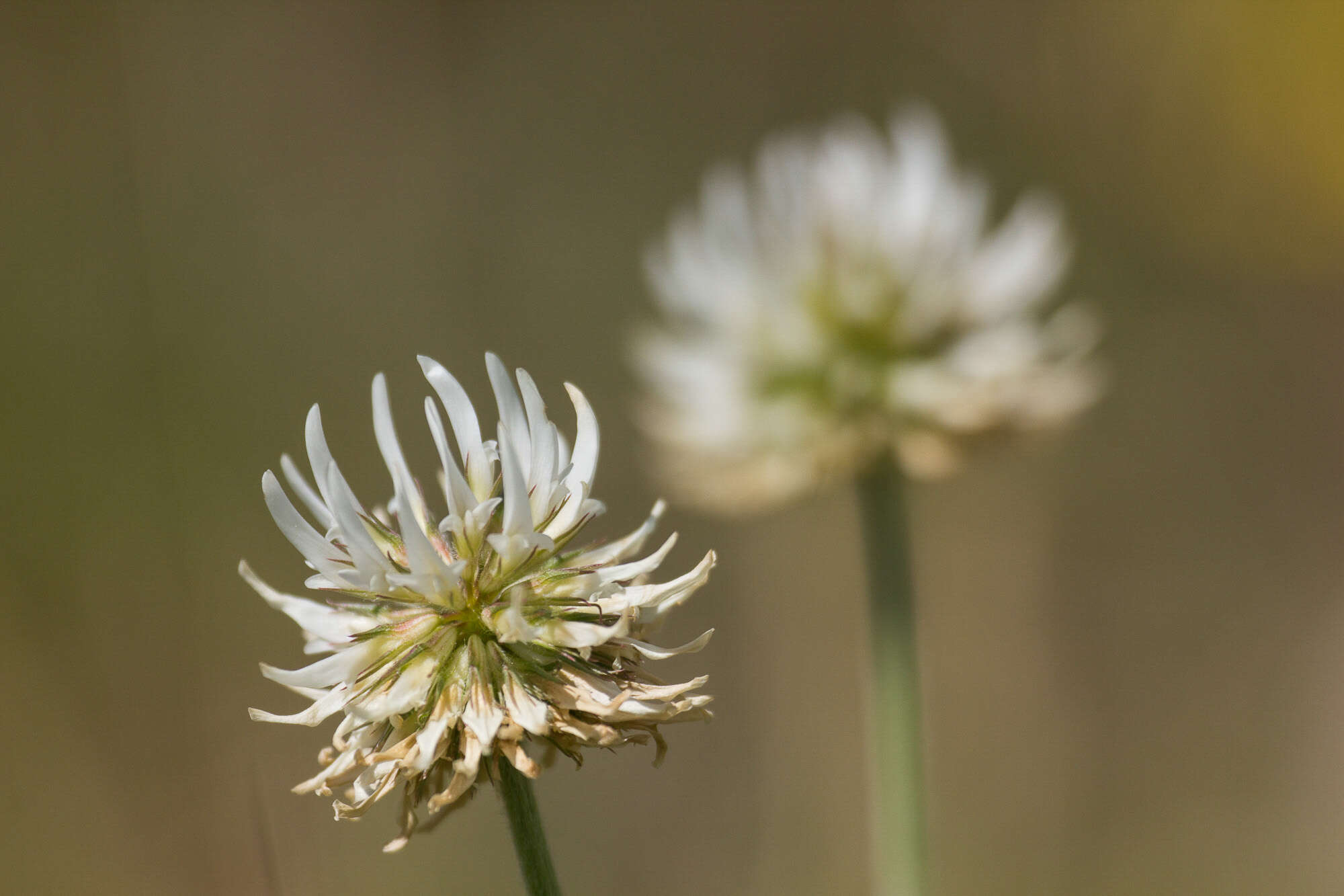 Image of mountain carpet clover