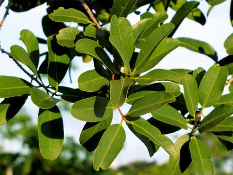 Image of Salacia crassifolia (Mart.) G. Don