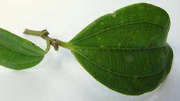 صورة Miconia jucunda (DC.) Triana