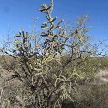 Image of Stag-horn Cholla