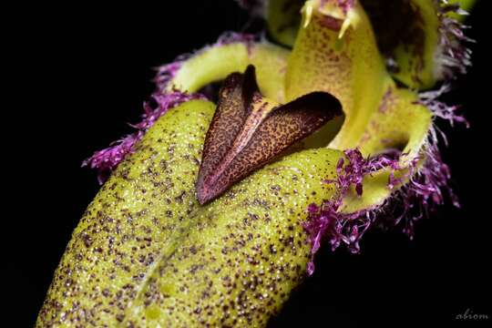 Image of Bulbophyllum fascinator (Rolfe) Rolfe