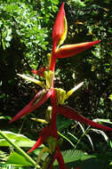 Image de Heliconia schiedeana Klotzsch