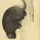 Image of North American porcupine