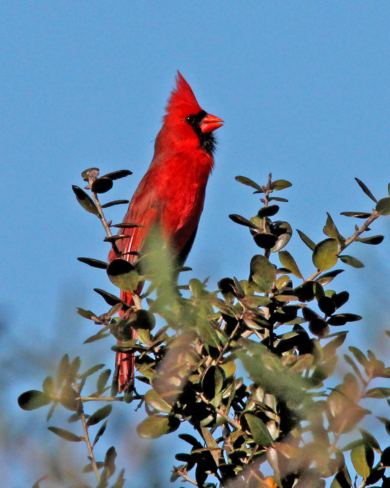 Image of Cardinalis Bonaparte 1838