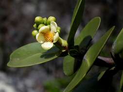 Image of Clusia obdeltifolia petasitifolia
