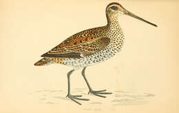 Image of Gallinago Brisson 1760