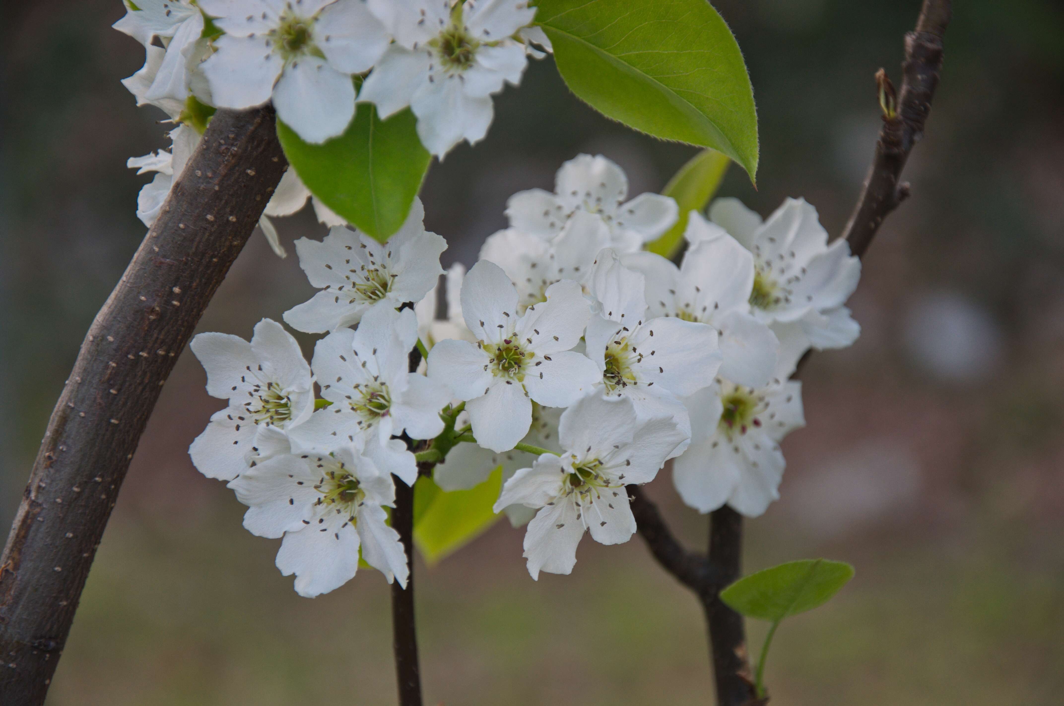 Plancia ëd Pyrus