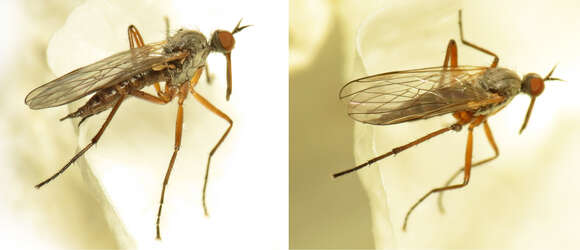 Image of Rhamphomyia variabilis (Fallen 1816)