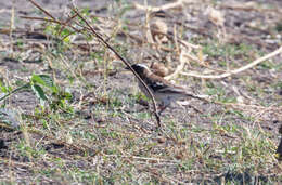 Image of sparrow-weaver