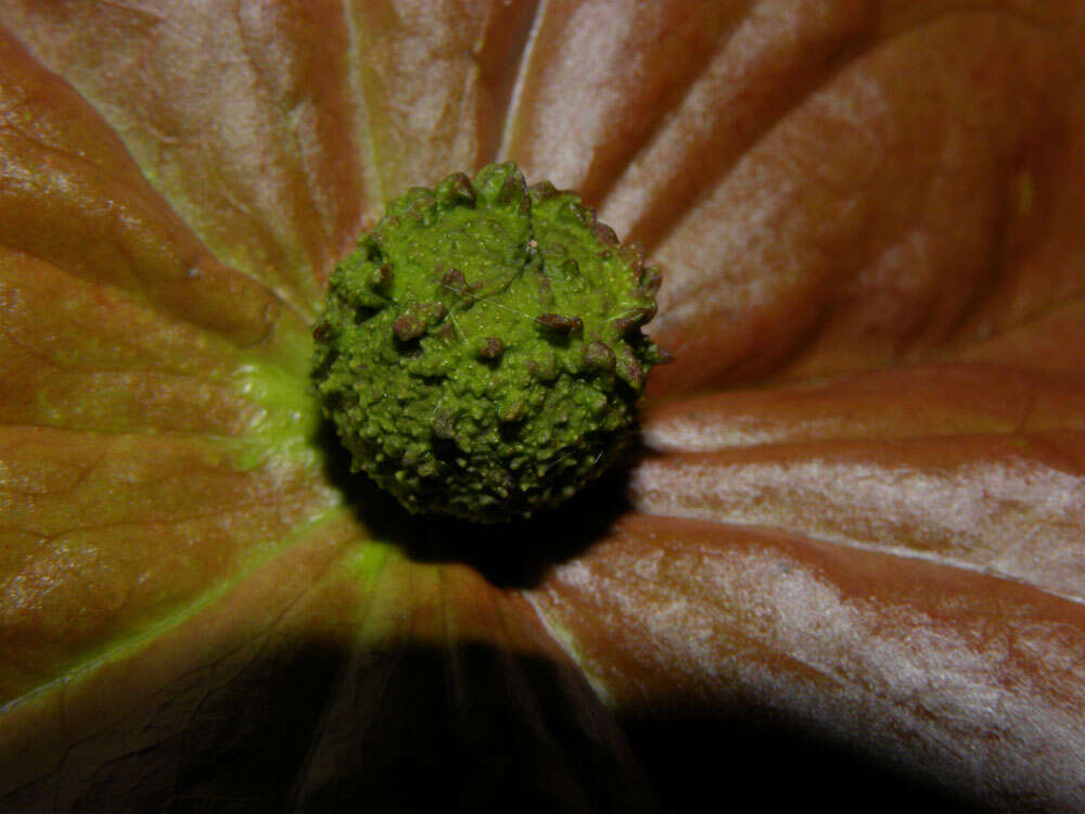 Image of Aptandraceae