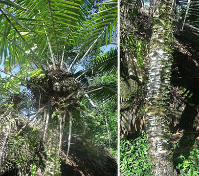 Image of nut palm