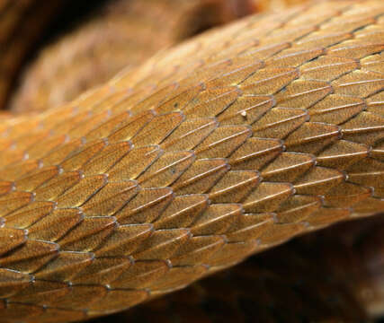 Image of Red-bellied Snake