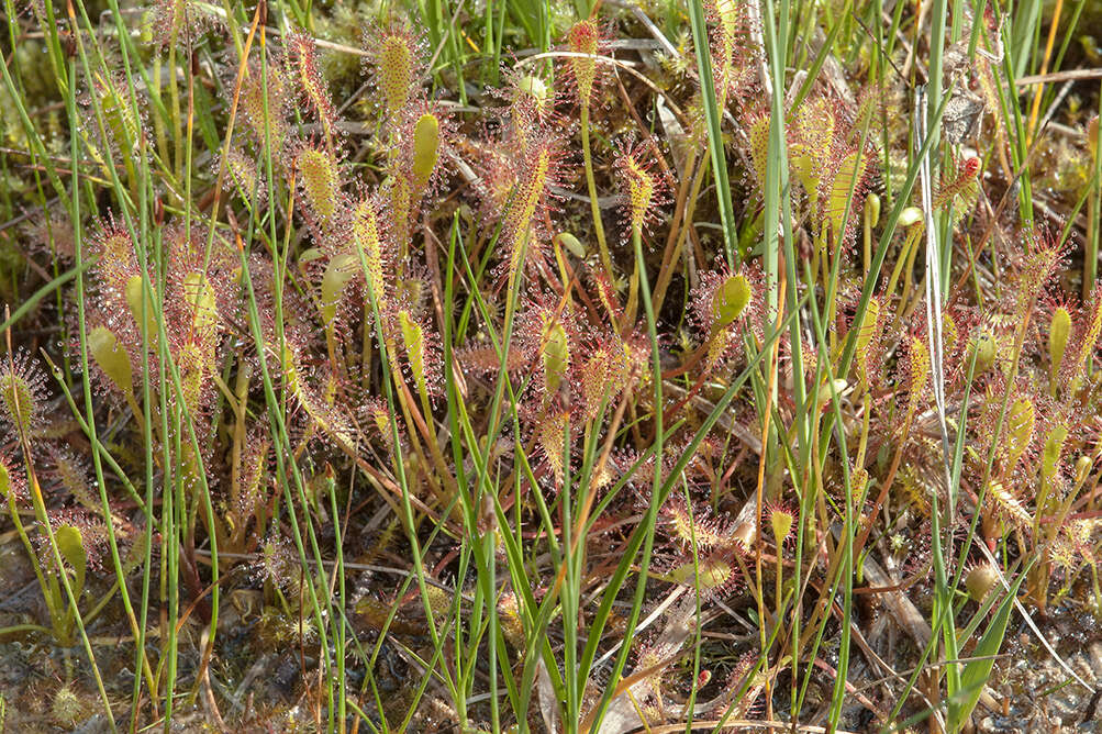 صورة Drosera anglica Huds.