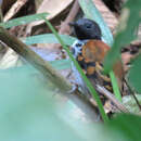 Image of Spotted Antbird