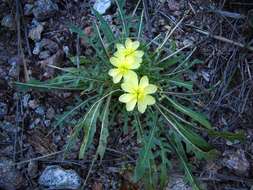 Image of evening primrose