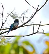 Image of Trogon Brisson 1760