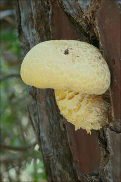 Imagem de Buchwaldoboletus lignicola (Kallenb.) Pilát 1969