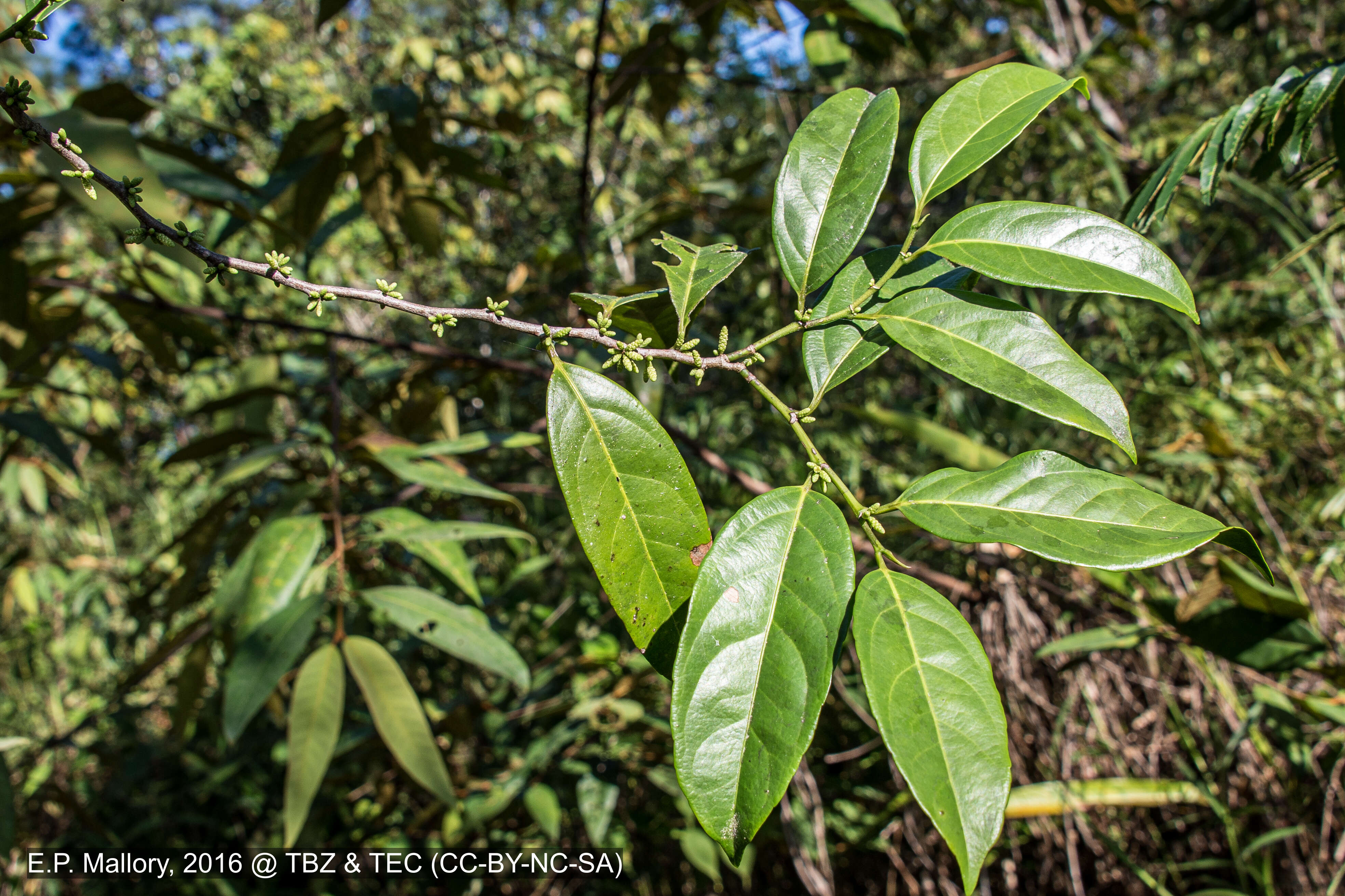 Image of Lacistema aggregatum (Berg.) Rusby