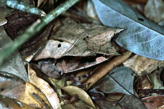 Image of Borneon Horned Frog