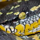 Image of Wagler's Keeled Green Pit Viper