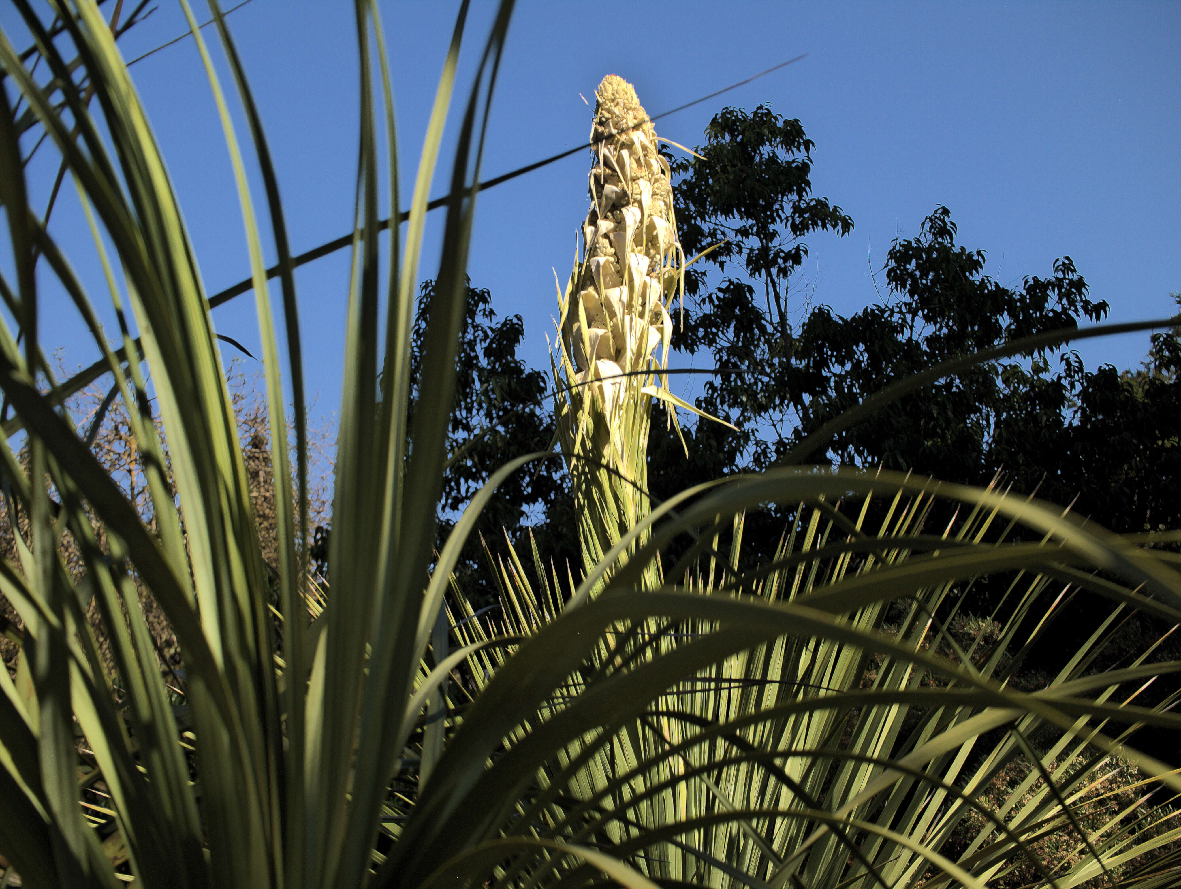 Image of beargrass