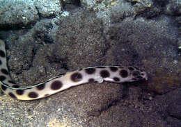 Image of Snake-eels