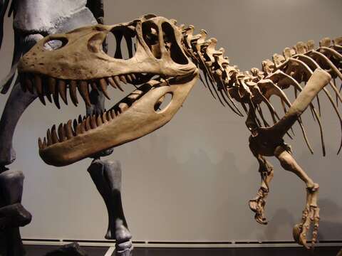 Image of Torvosaurus Galton & Jensen 1979
