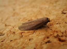 Image of Lesser Wax Moth