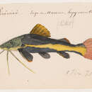 Image de Phractocephalus hemioliopterus (Bloch & Schneider 1801)