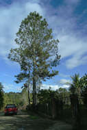 Sivun Pinus occidentalis Sw. kuva