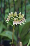 Image de Bulbophyllum guttulatum (Hook. fil.) N. P. Balakr.