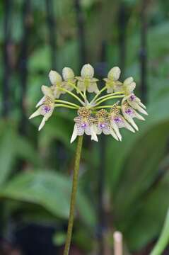 Image of Bulbophyllum guttulatum (Hook. fil.) N. P. Balakr.