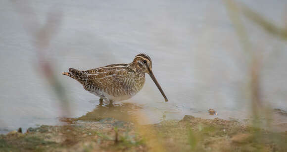 Image of Wilson's Snipe