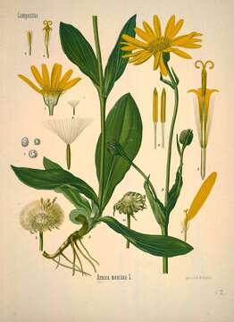 Image of mountain arnica