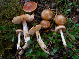 Image of Cortinarius vibratilis (Fr.) Fr. 1838