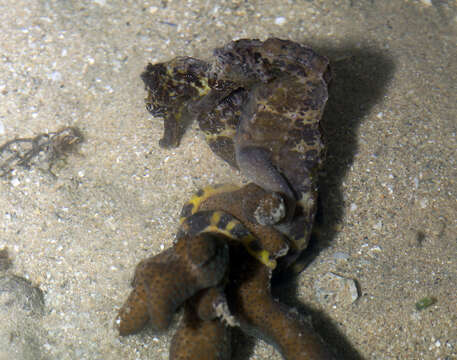 Image of Tiger Tail Seahorse