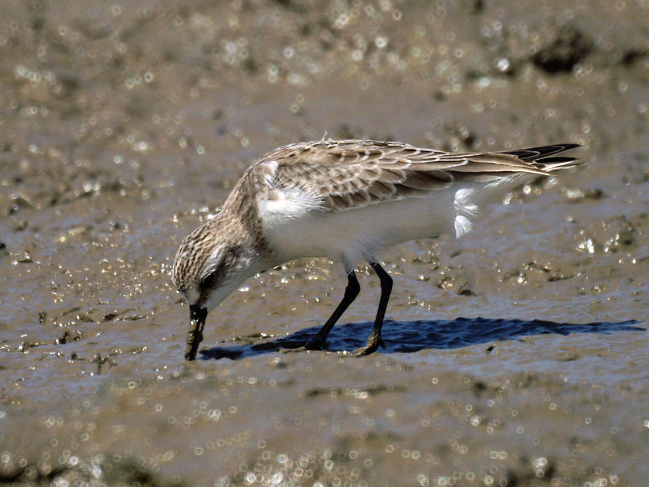 Image of Calidris Merrem 1804