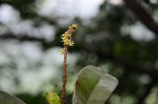 Imagem de Croton laevigatus Vahl