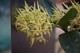 Image of Dendrobium gracilicaule F. Muell.